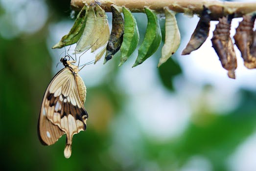 Imagen detallada de una mariposa emergiendo de su capullo, que muestra la transformación y la belleza de la naturaleza.