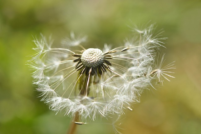 flora, flower, fulfillment