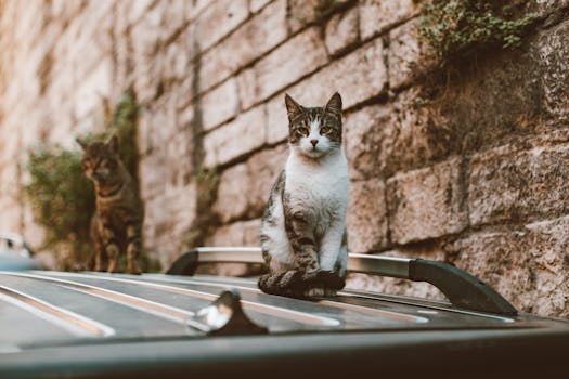 Two tabby cats sitting on a car roof against a stone wall background, captured in a serene outdoor setting.
